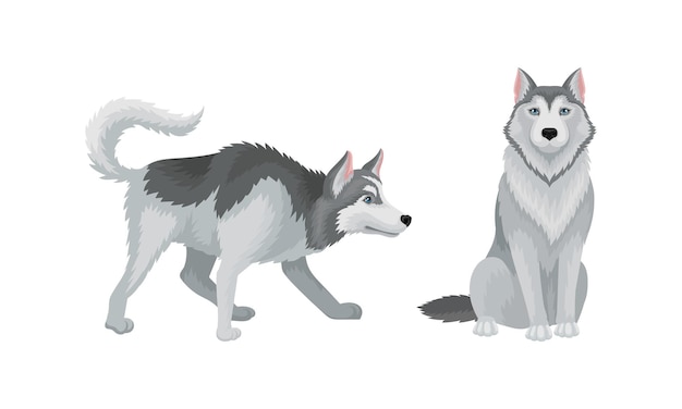 Vector siberian husky as mediumsized working dog breed vector set