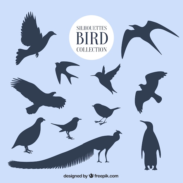 Vector silhouettes bird collection
