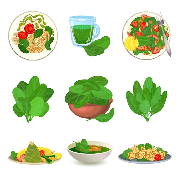 Vector spinach icons set. cartoon set of spinach icons 