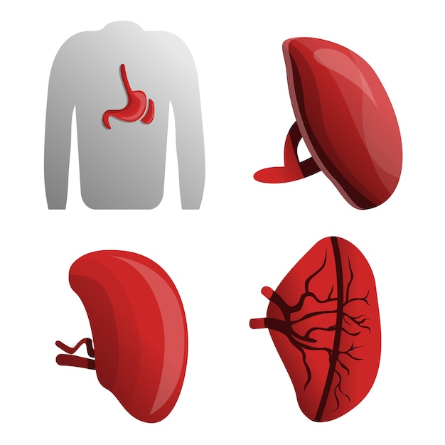 Spleen icon set