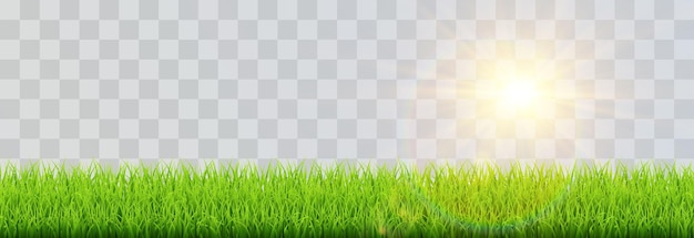 Spring green grass vector png