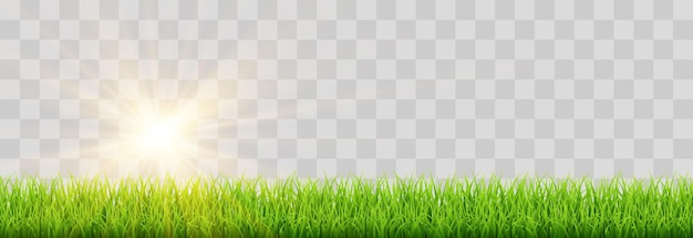 Spring green grass vector png