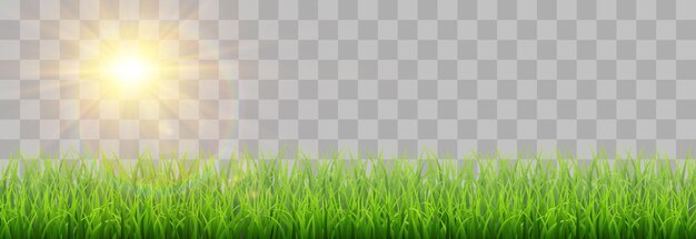 Spring green grass vector png