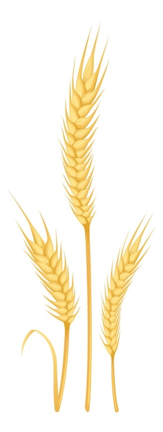 Three cereal grain ears Golden wheat plant isolated on whdte background