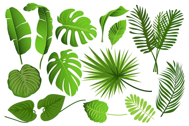 Tropical leaves set graphic elements in flat design Bundle of different type exotic leaves green jungle plants monstera banana and other botanical branches Vector illustration isolated objects