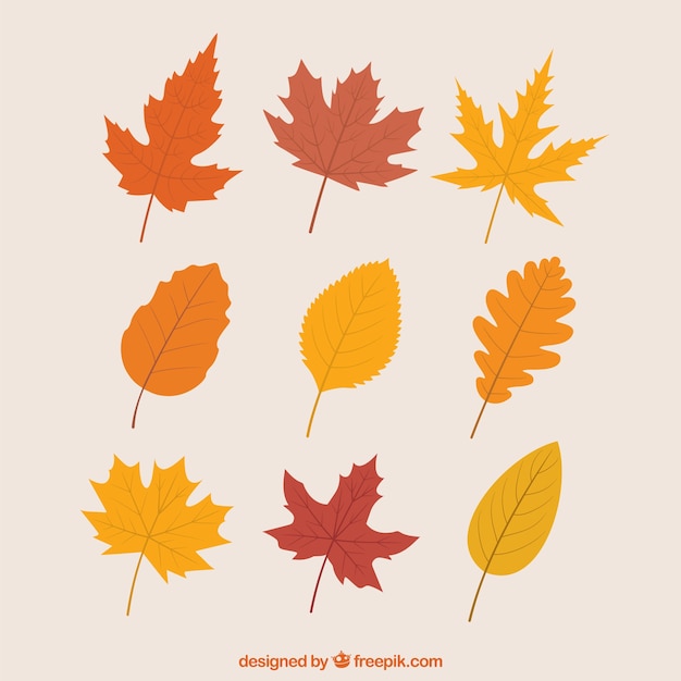 Variety of autumnal leaves