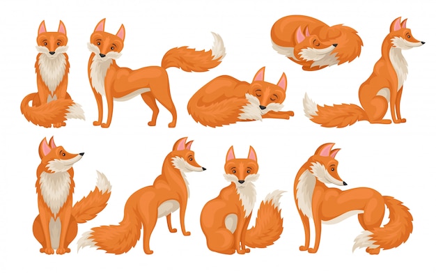  vectoe set of bright red fox in different actions. Wild creature with fluffy tail. Cartoon forest animal