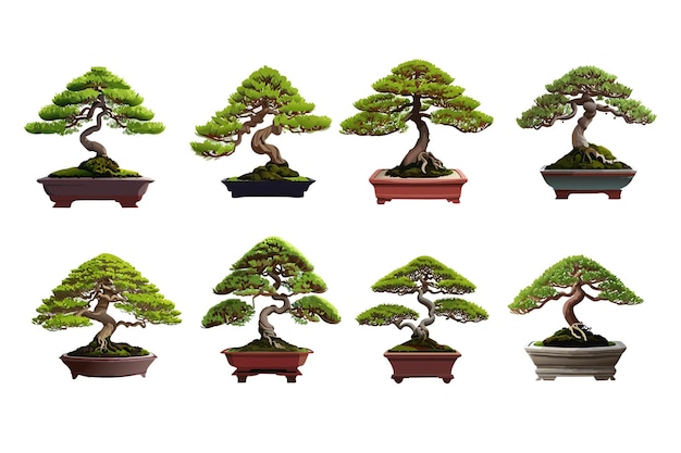 Vector vector art collection bonsai plants in detailed illustrations