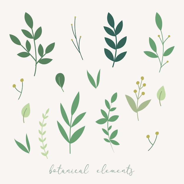 Vector vector botanical decoration elements. floral leaves set.