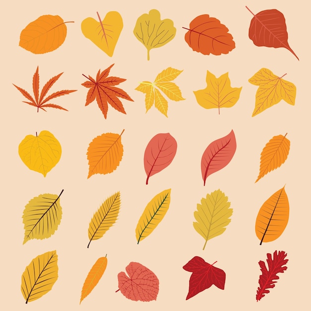 Vector vector collection of autumn leaves of different types