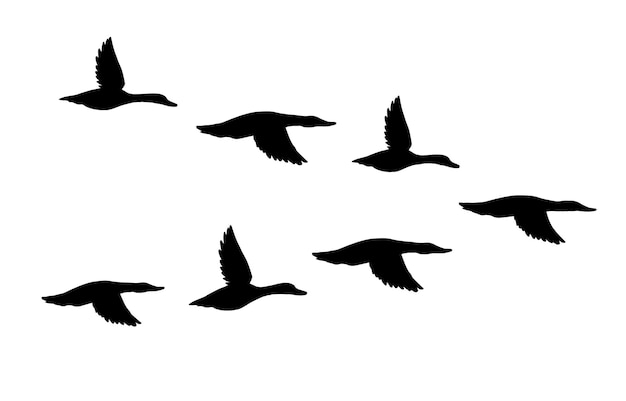 Vector flock of flying duck silhouettes isolated on white background