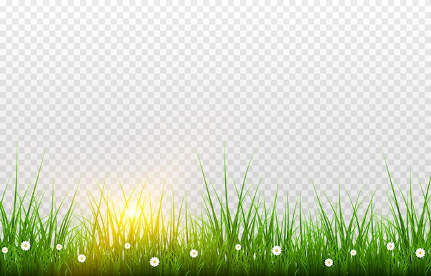 Vector vector grass lawn grasses png lawn png young green grass with sun glare