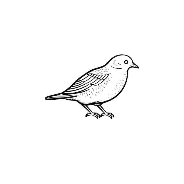 Vector hand drawn Bird outline doodle icon. Bird sketch illustration for print, web, mobile and infographics isolated on white background.