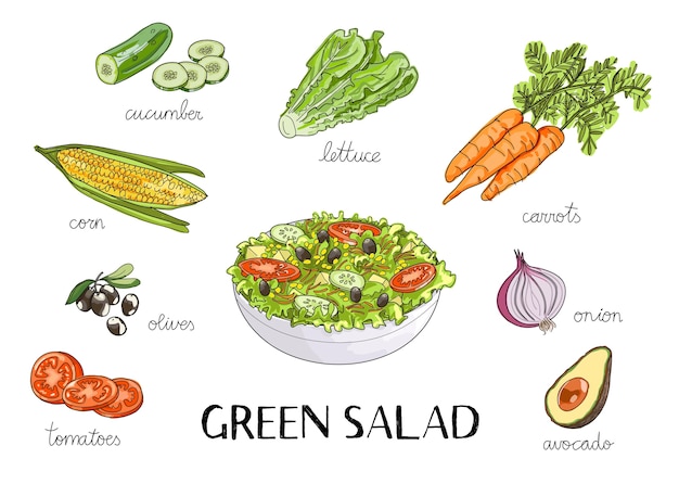 Vector vector hand drawn illustration with green salad 