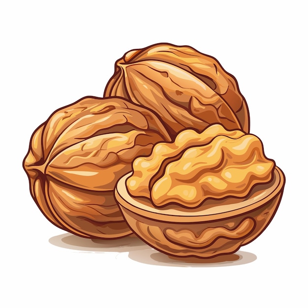 Vector vector illustration of walnuts creation