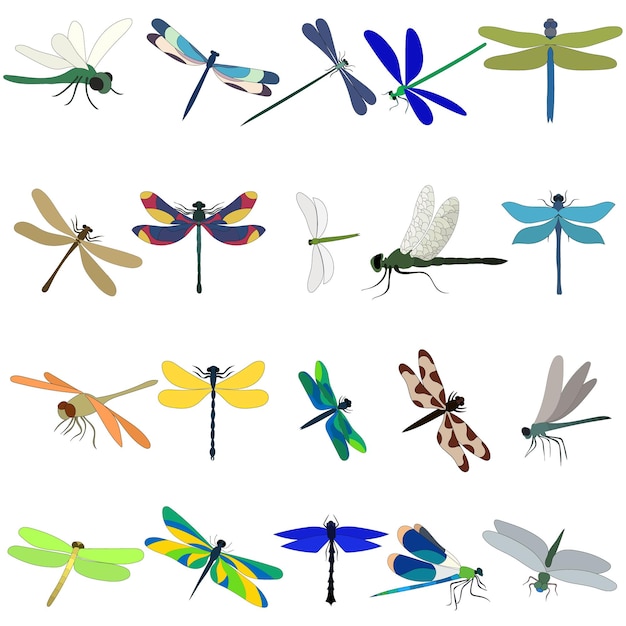 Vector isolated dragonfly set collection