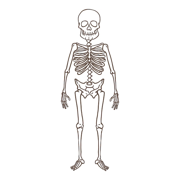 Vector Outline Character - Human Skeleton