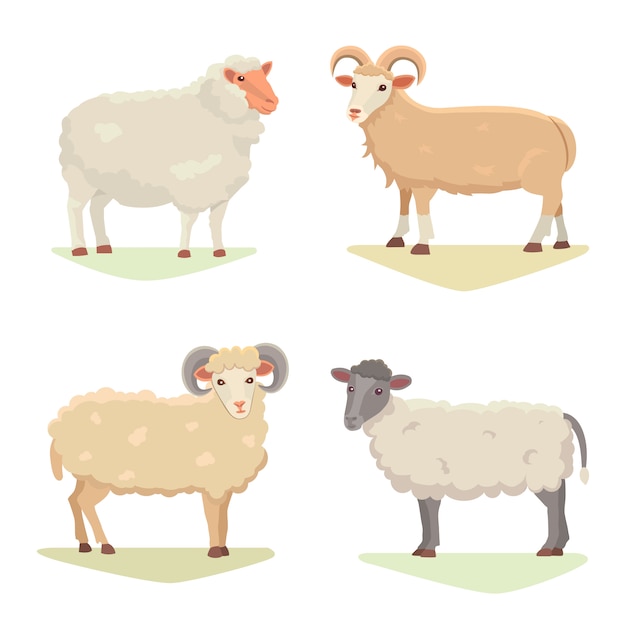 Vector set Cute Sheep and Ram isolated retro illustration. Standing Sheeps silhouette on white. Farm fanny milk young animals. Cartoon style