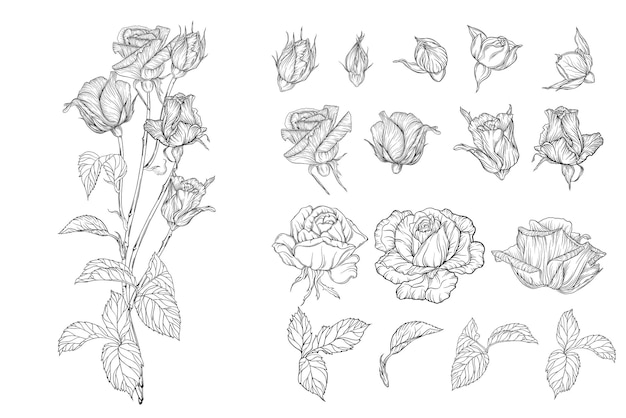 Vector set of flower compositions with rose flowers