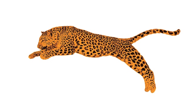 Vector of a Spotted leopard leaping, colors over satured, panthera pardus, , isolated on white