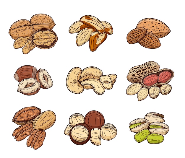 Vector vector various nuts colorful illustration