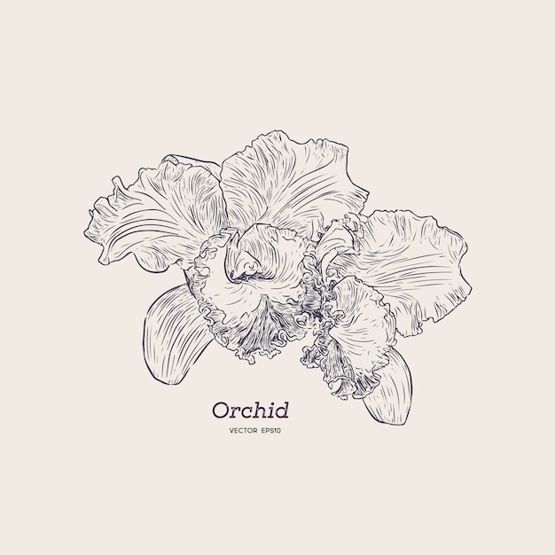 Violet and yellow orchid. hand draw sketch.