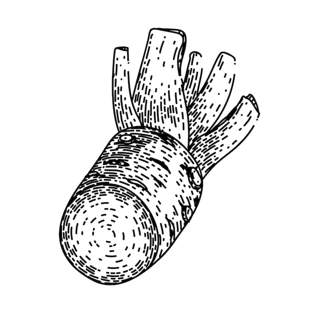 Wasabi root cut sketch hand drawn vector