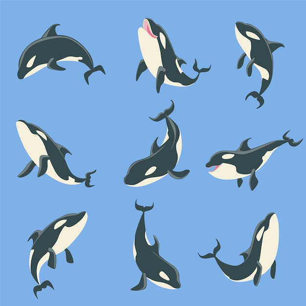 Wektor arctic orca whale różne pozycje ciała zestaw ilustracji.