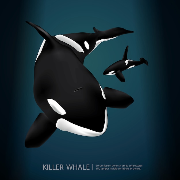 Wektor killer whale pod ilustracji wektorowych morza