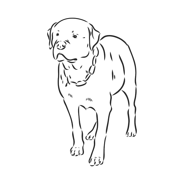 Rottweiler ręka wektor rysunek monochromatyczne ilustracja na białym tle