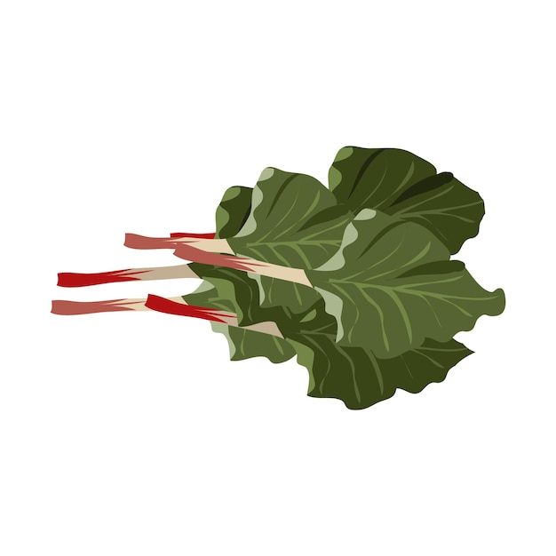 Rubarb przetłumaczony jako Garden rhubarb png