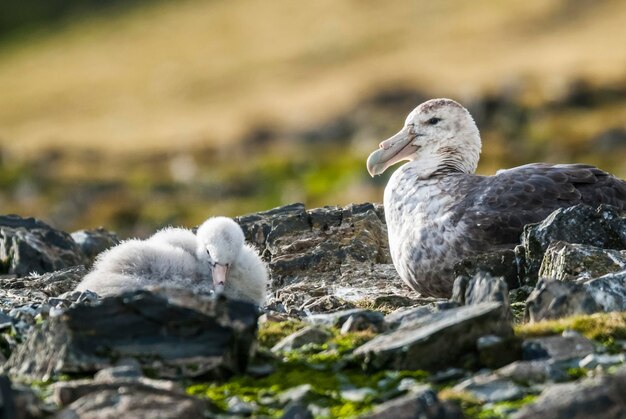 Antarktyczny petrel olbrzymi Hannah PointLivingston wyspa Południowe Szetlandy Antarktyda