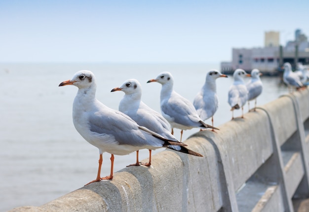 Zdjęcie biała seagull pozycja na moscie w natury tle.