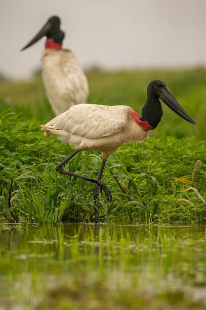 Bocian Jabiru na mokradłach pięknego brazylijskiego Pantanala Piękny i bardzo duży ptak w Ameryce Południowej Mykteria Jabiru Zdjęcie siedliska przyrodniczego