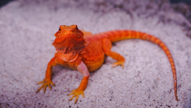 Brodaty smok (Pogona Vitticeps) to australijska jaszczurka z bliska