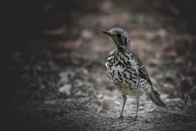 Drozd Charlo lub Turdus viscivorus ptak z rzędu Passeriformes