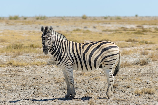 Zdjęcie dzika zebra chodzi w afrykańskiej sawannie