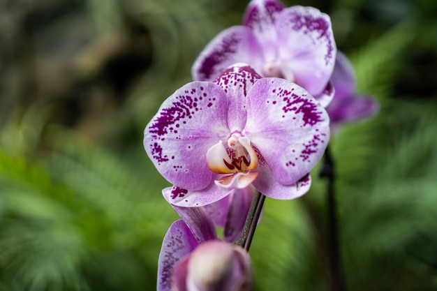 fioletowa orchidea na niewyraźne rośliny zielone