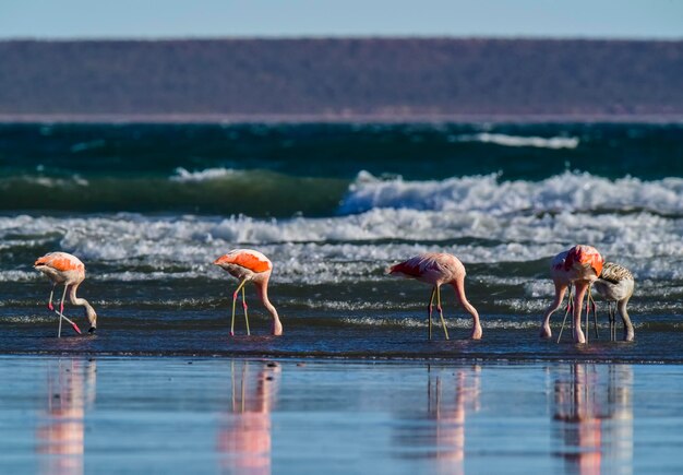 Flamingi gromadzą się w Patagonii w Argentynie