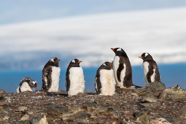 Gentoo Penguin Antarktyda