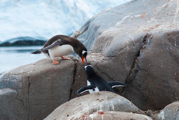 Gentoo Penguin Pygoscelis papua karmił swoje pisklę Antarktydą