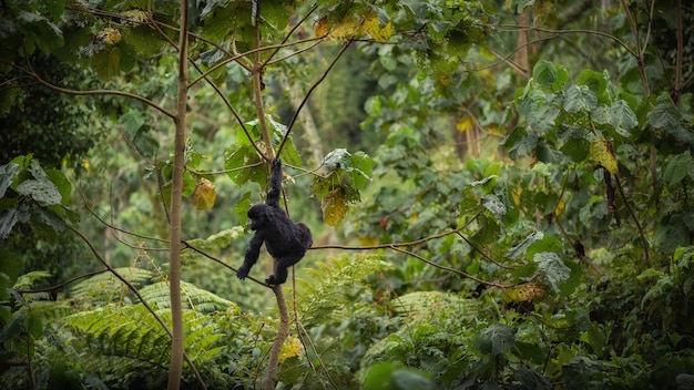 Goryle górskie Gorilla beringei beringei