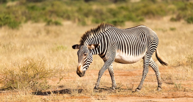 Zdjęcie grevy zebra pasie się na wsi samburu w kenii