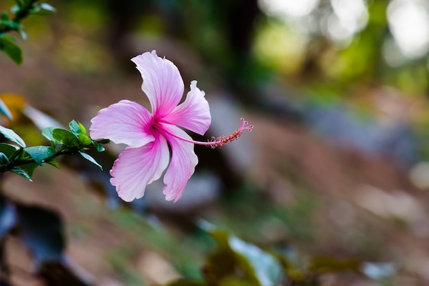 Hibiscus rodzaj Hibiscuskwitnący wiosną w publicznym parku w INDIE