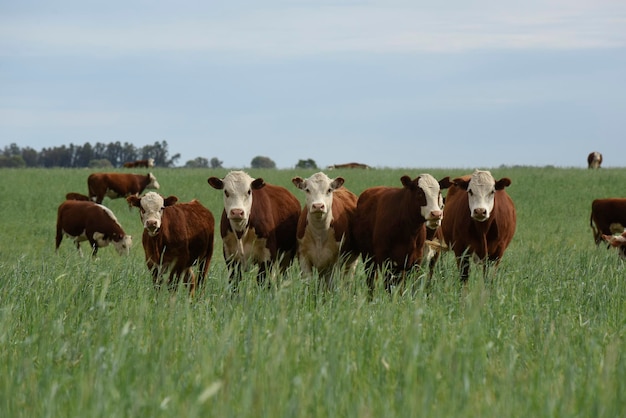 Hodowla bydła na naturalnych pastwiskach na terenach wiejskich Pampas La Pampa ProvincePatagonia Argentina