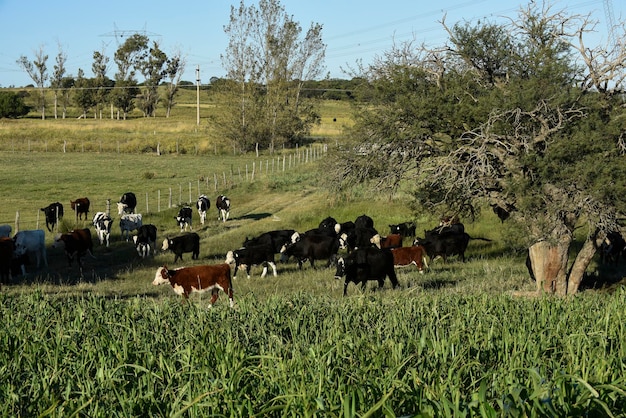 Hodowla bydła na naturalnych pastwiskach na terenach wiejskich Pampas La Pampa ProvincePatagonia Argentina