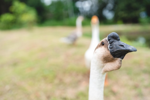 Hodowla gęsi, zwierzęta żyjące na farmie przyrody, biała gęś lub duża kaczka z piórami