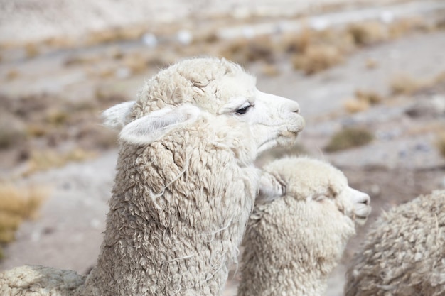 Zdjęcie lamowie w andachgóry peru