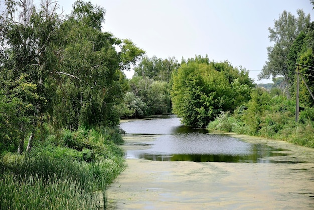 lato rzeka natura drzewa niebo