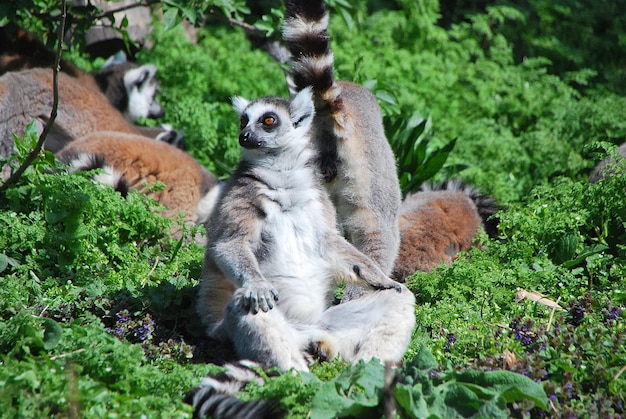 Zdjęcie lemur katta